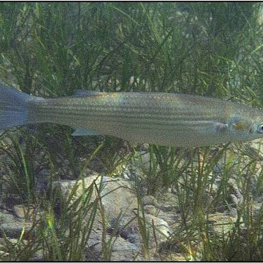 Cipal (glavaš)
