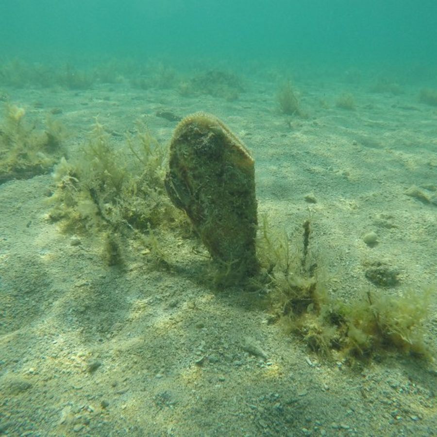 Periska (plemenita periska)