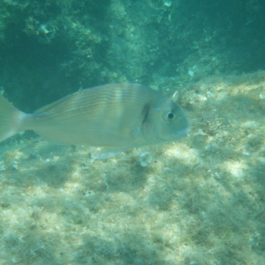 Orada